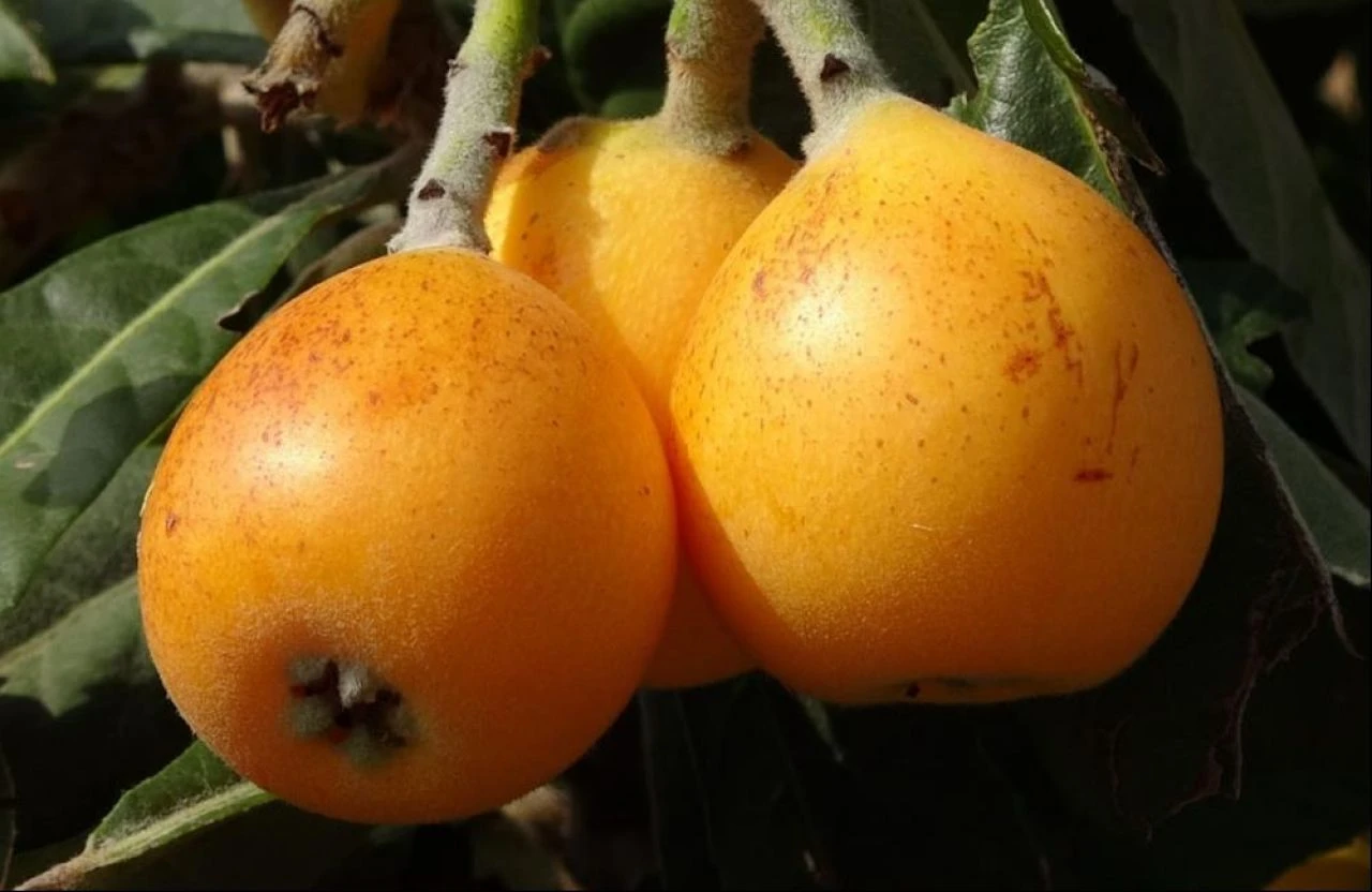 Masrafı az, kazancı çok! 'Sarı altın' hasadı başladı: Dövizle kazandırıyor - 4. Resim