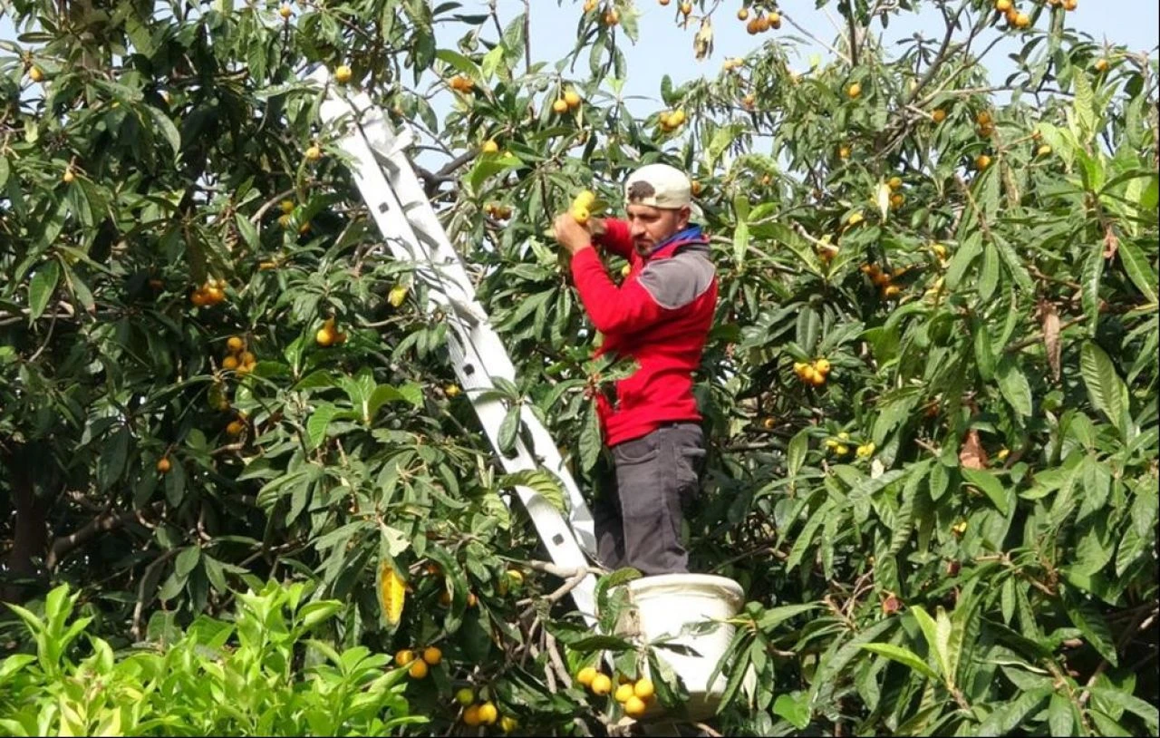Masrafı az, kazancı çok! 'Sarı altın' hasadı başladı: Dövizle kazandırıyor - 3. Resim