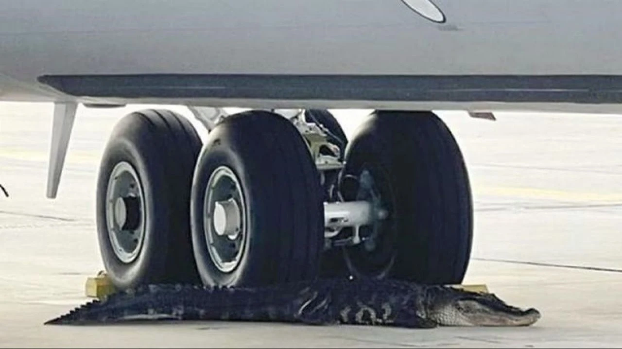 Uçak pistinde timsahla kavga! - 3. Resim