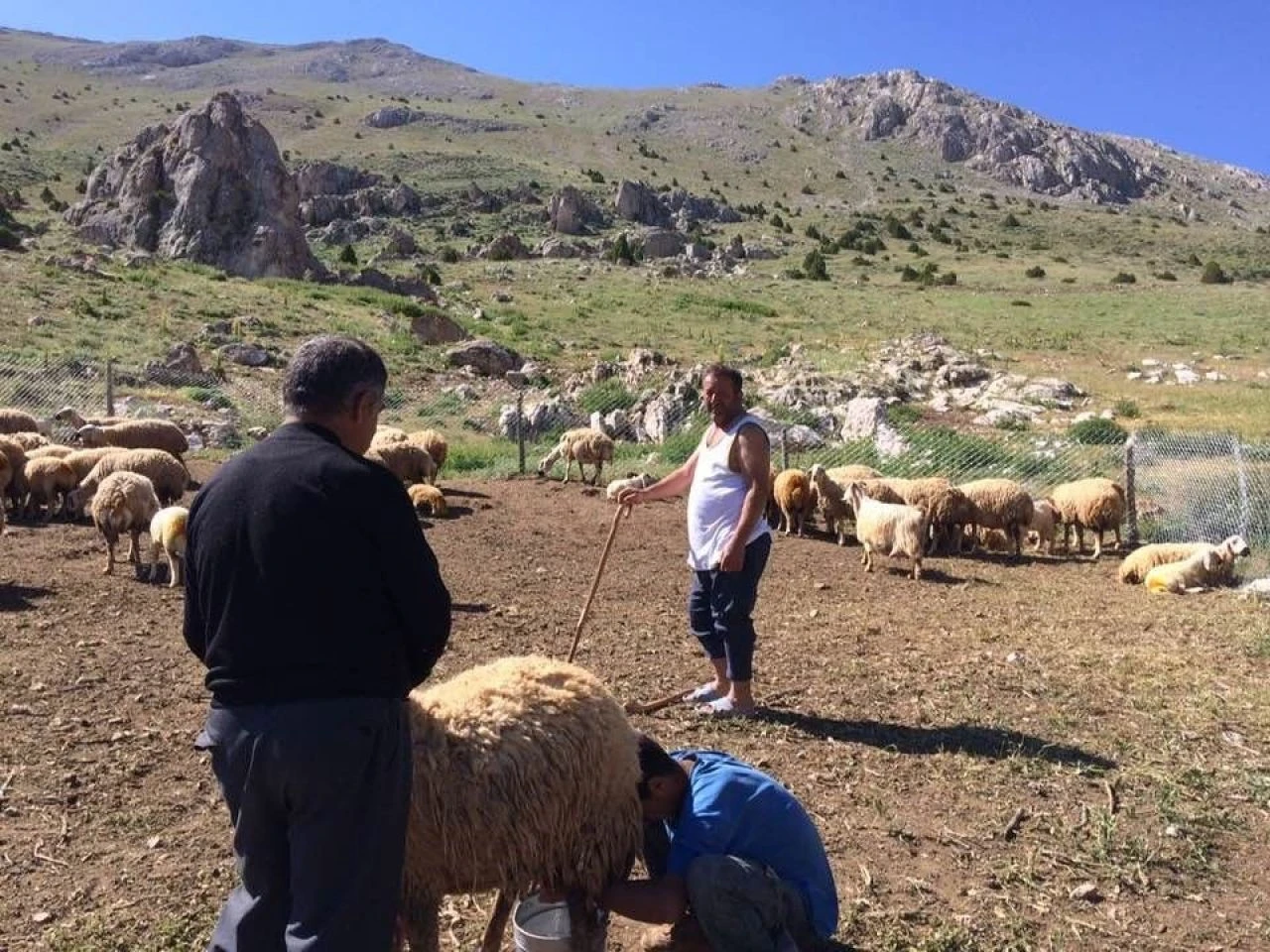 Yıllık izninde kravatı çıkarıp çobanlık yapıyor