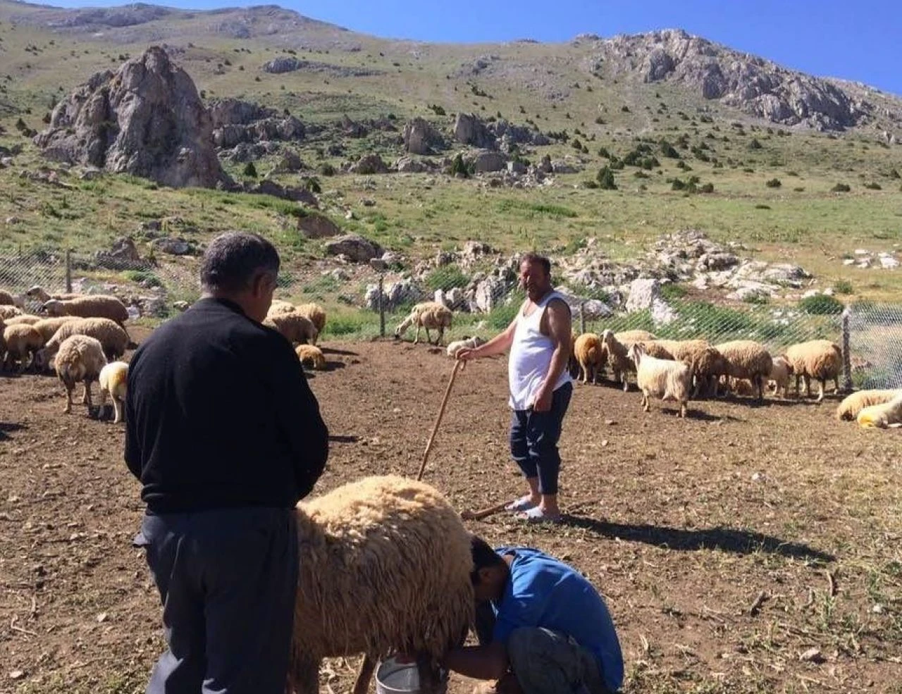 Yıllık izninde kravatı çıkarıp çobanlık yapıyor