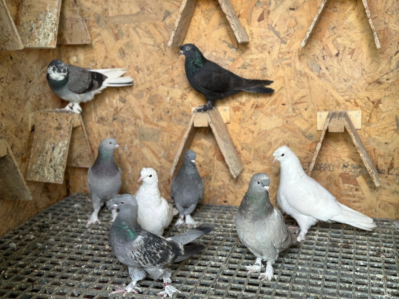 Güvercinini çelik kafeste saklıyor, 11 bin Euro teklif edildi! - 1. Resim