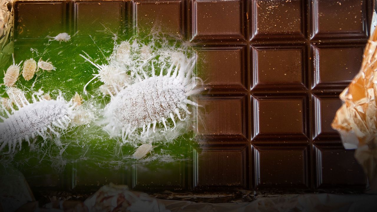 Küresel tehdit: Yeni virüs çikolata üretimine ket vurdu fiyatları da artıracak