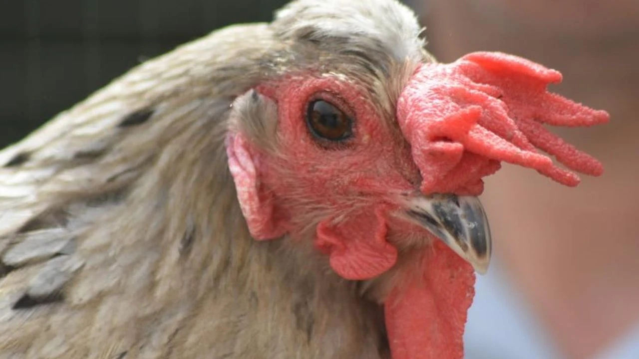 Türkiye'de örneği yok! Sağ tavuk, sol tarafı horoz - 1. Resim