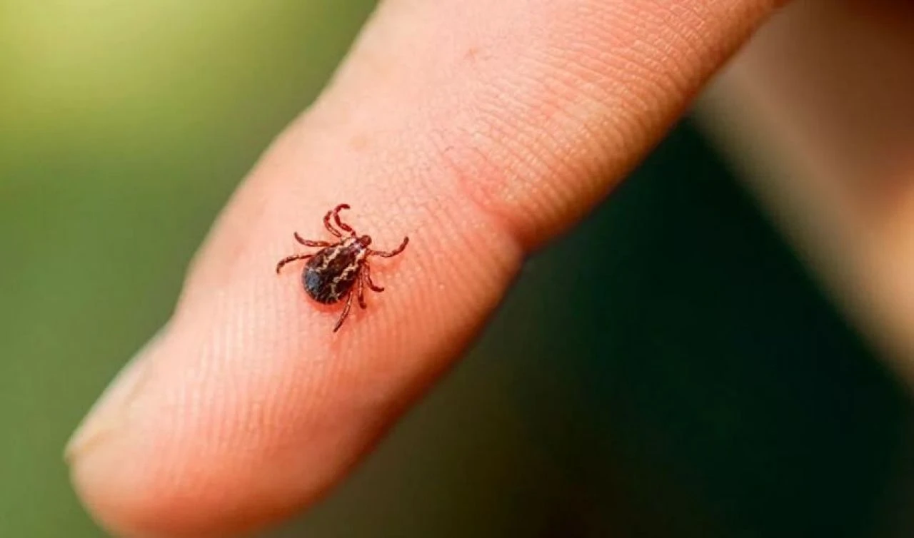 Yaz aylarının korku rüyası! Havalar ısındı, kene tehlikesine dikkat!