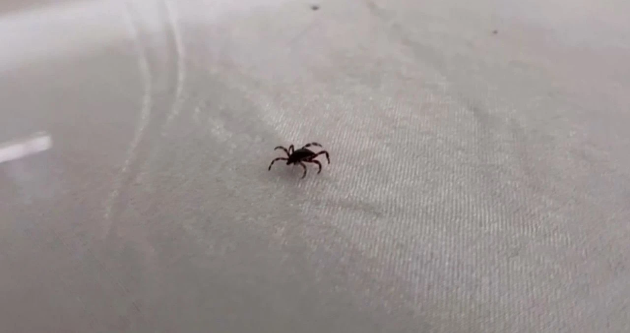 Yaz aylarının korku rüyası! Havalar ısındı, kene tehlikesine dikkat!