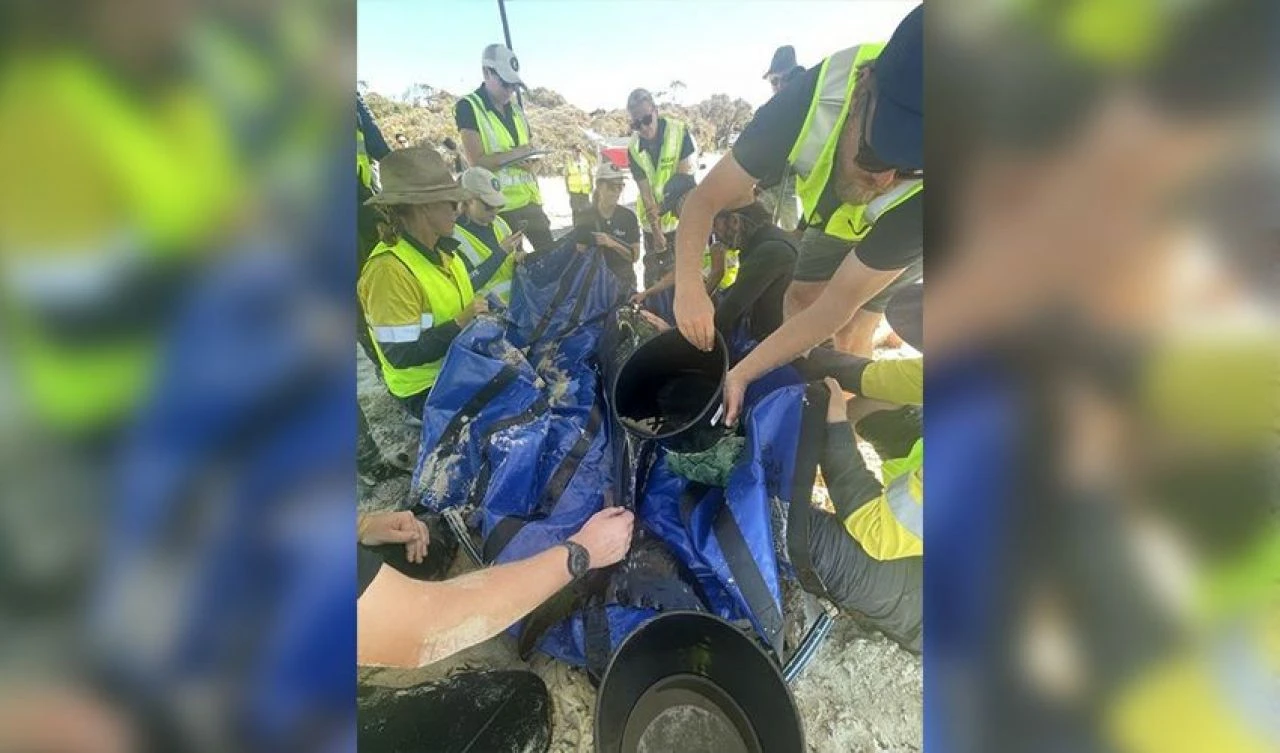 Dünyanın dengesi şaştı! 160 pilot balina kıyıya vurdu, onlarcası öldü - 2. Resim