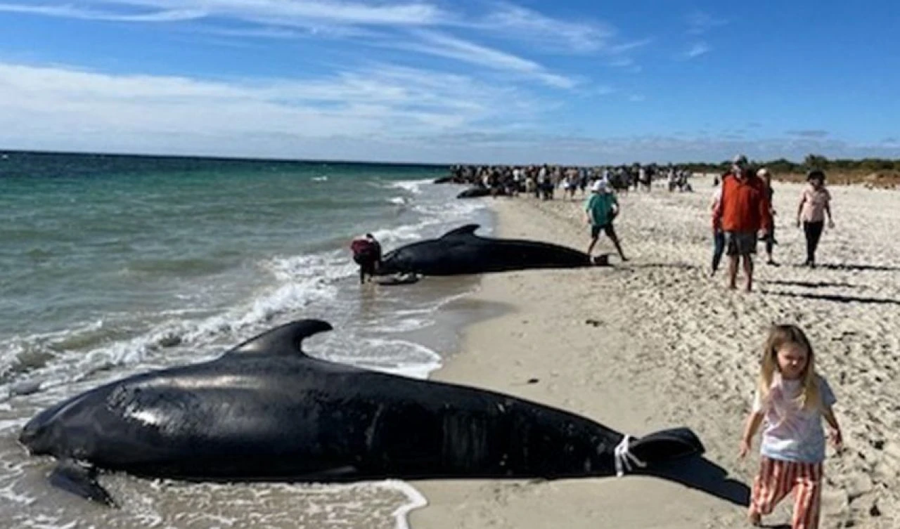 Dünyanın dengesi şaştı! 160 pilot balina kıyıya vurdu, onlarcası öldü - 1. Resim