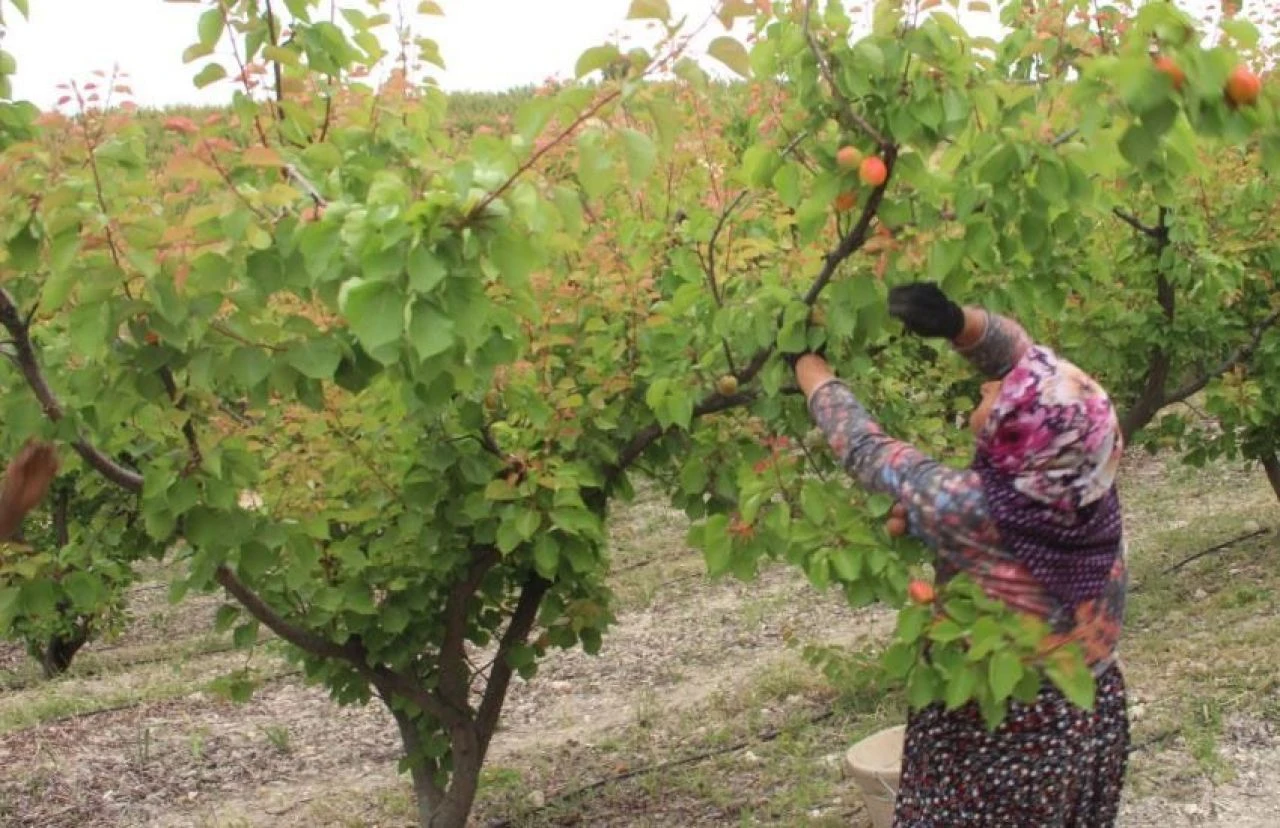 Rusya, Orta Doğu, Hindistan ve Avrupa sıraya girdi: Kilosu 120 liradan alıcı buluyor! - 1. Resim