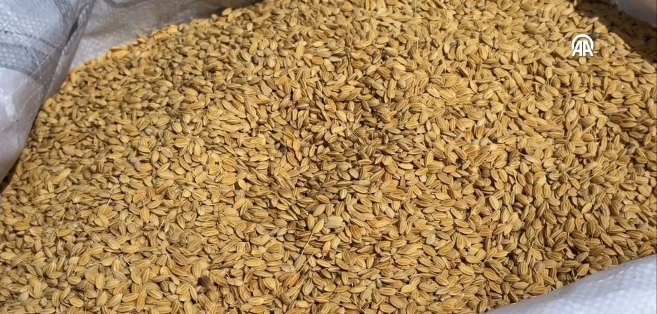 Şeker hastalarının da yiyebildiği Karacadağ pirinci üretimine destek