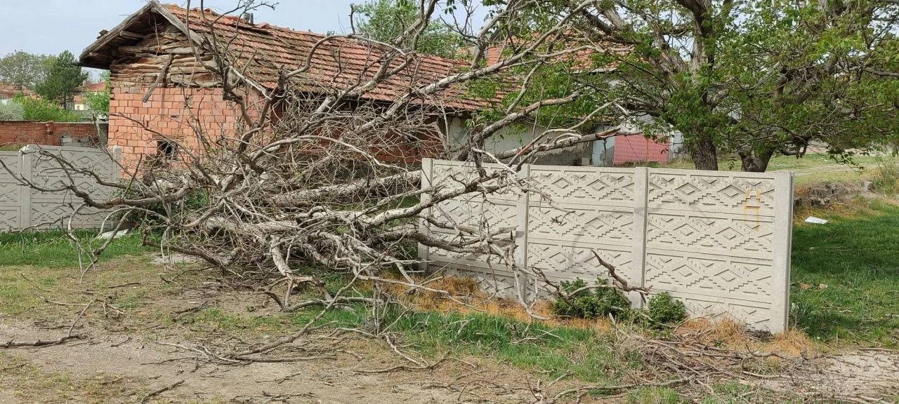 Asırlık ceviz ağacı fırtınaya yenik düştü! Elektriği de kesti