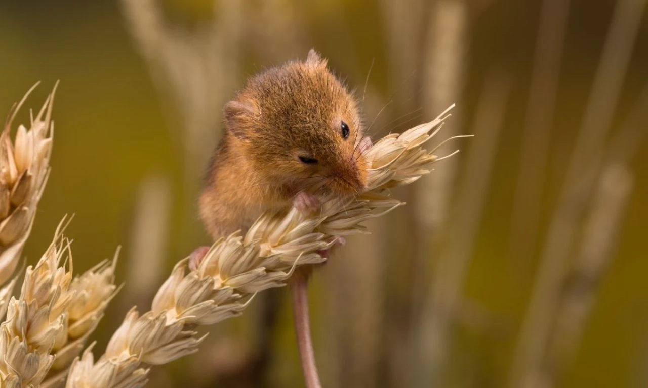 Buğdayın maliyeti yüzde 62 arttı! Üretici TMO’dan buğday fiyatı bekliyor - 3. Resim