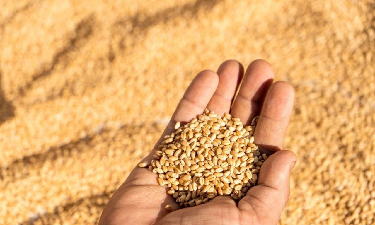 Buğdayın maliyeti yüzde 62 arttı! Üretici TMO’dan buğday fiyatı bekliyor - 6. Resim