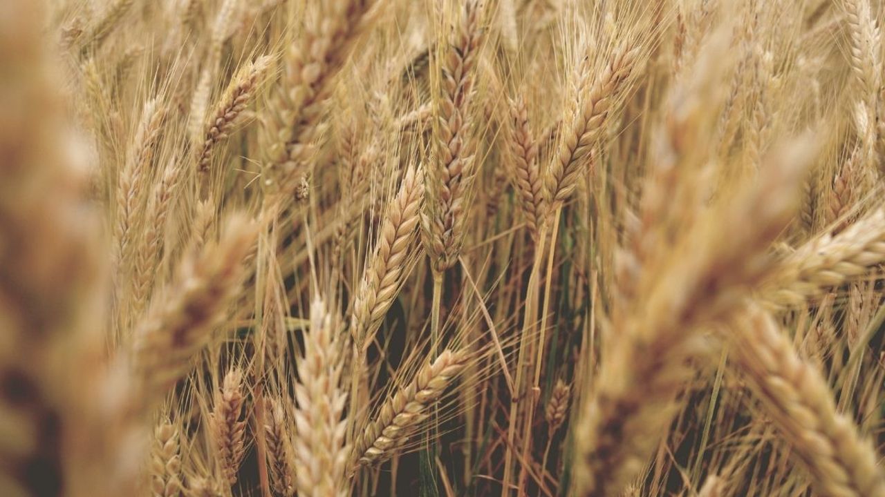 Buğdayın maliyeti yüzde 62 arttı! Üretici TMO’dan buğday fiyatı bekliyor