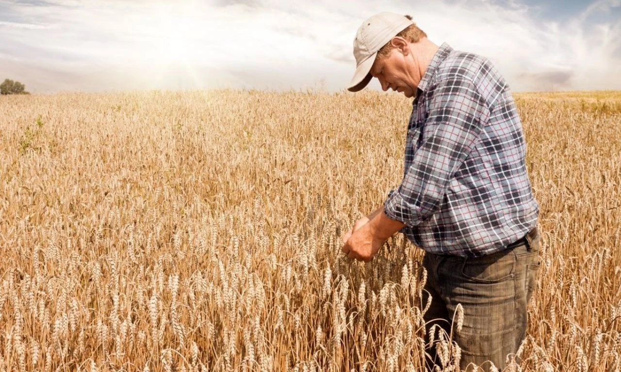 Buğdayın maliyeti yüzde 62 arttı! Üretici TMO’dan buğday fiyatı bekliyor - 5. Resim