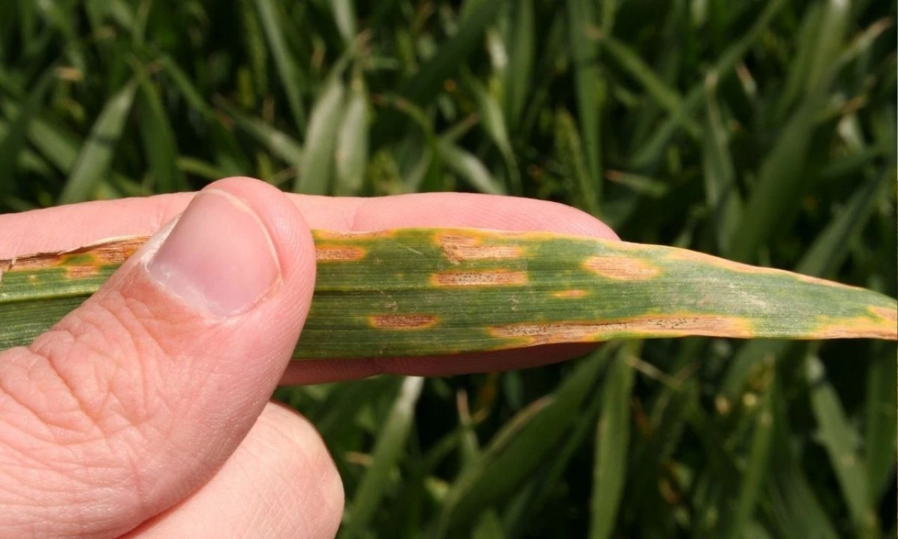 Buğdayın maliyeti yüzde 62 arttı! Üretici TMO’dan buğday fiyatı bekliyor - 4. Resim