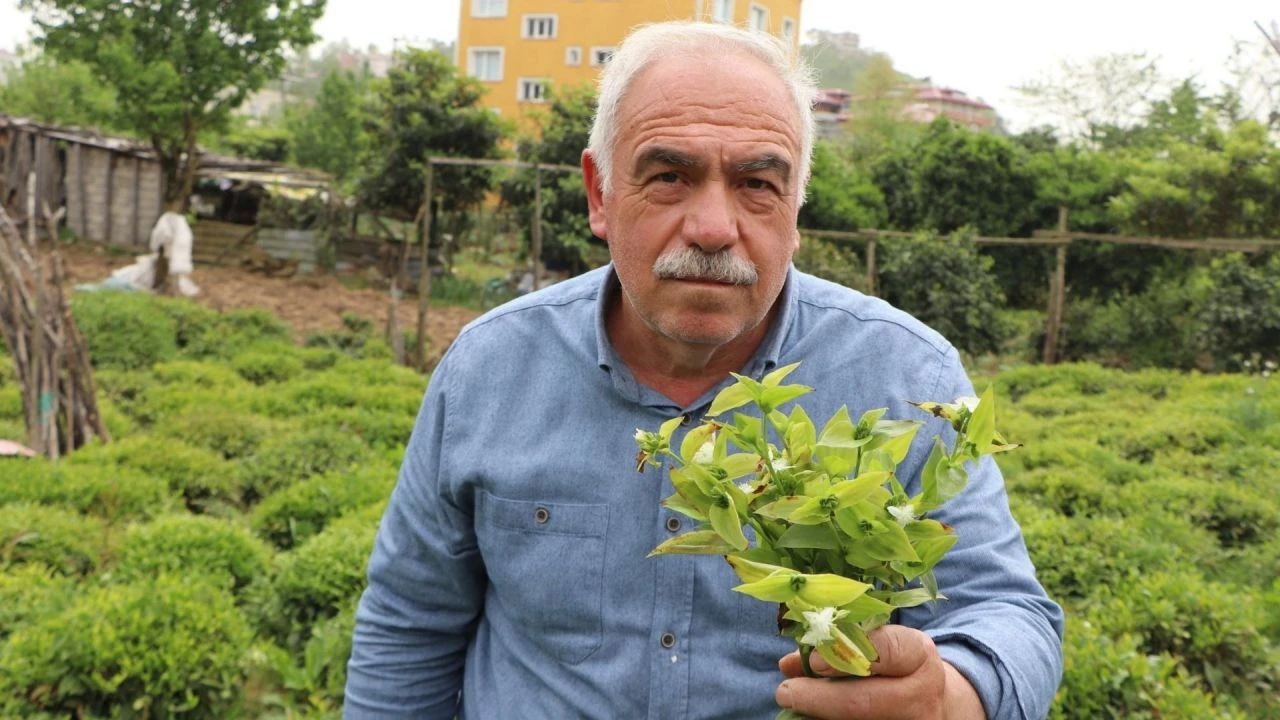 Çayın kabusu telgraf otu! Tiryakileri sinirlendirecek - 1. Resim