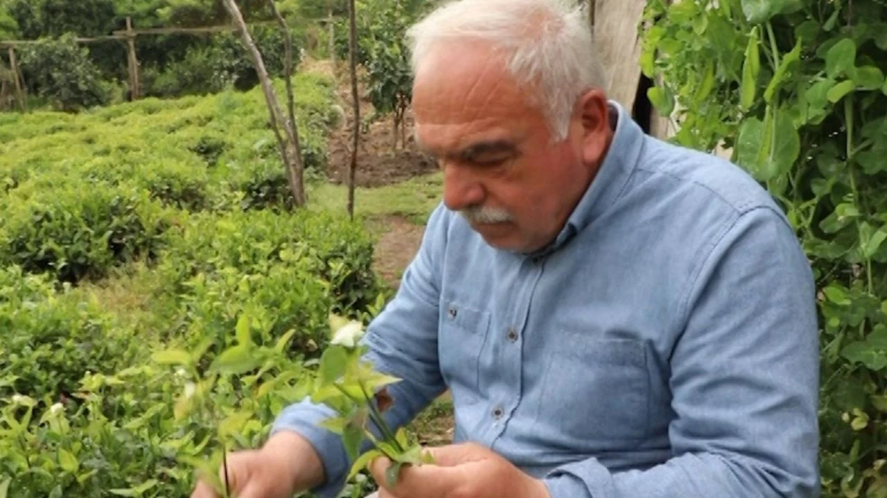 Çayın kabusu telgraf otu! Tiryakileri sinirlendirecek - 2. Resim