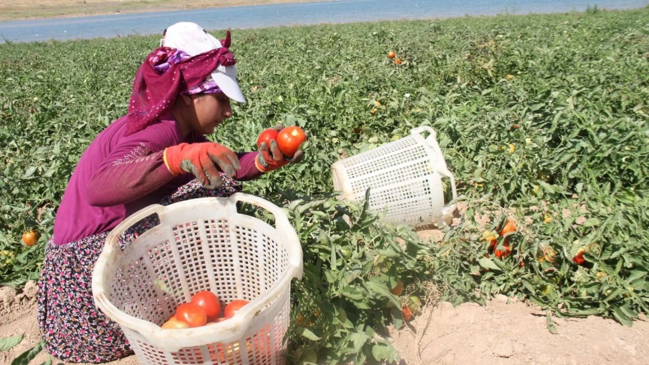 Mevsimlik tarım işçilerinin çalışma şartlarında değişiklik! Yeni düzenleme devreye girdi