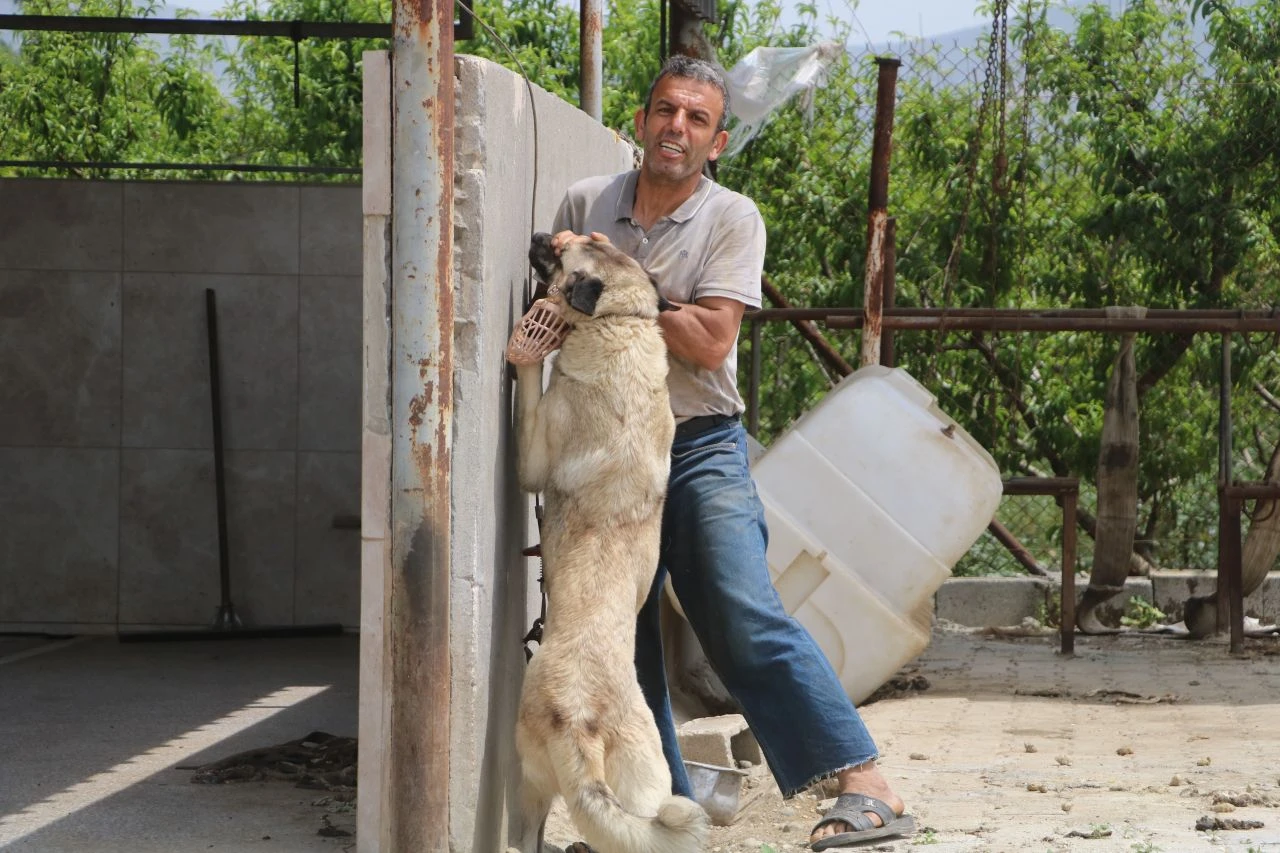 Türkiye'de görülen kuduz vakasında kritik süreç! Karantina bölgesinde kovalamaca anları - 4. Resim
