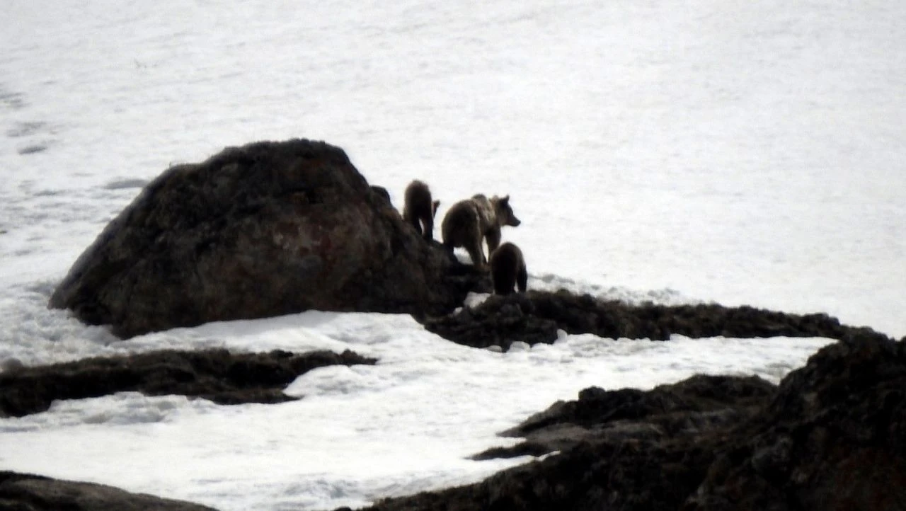 Anne ayı ve yavruları karlı arazide dolaşırken görüntülendi - 1. Resim