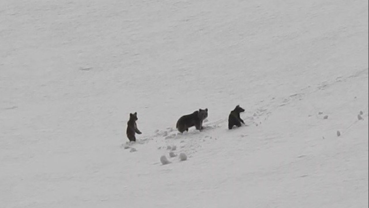 Anne ayı ve yavruları karlı arazide dolaşırken görüntülendi