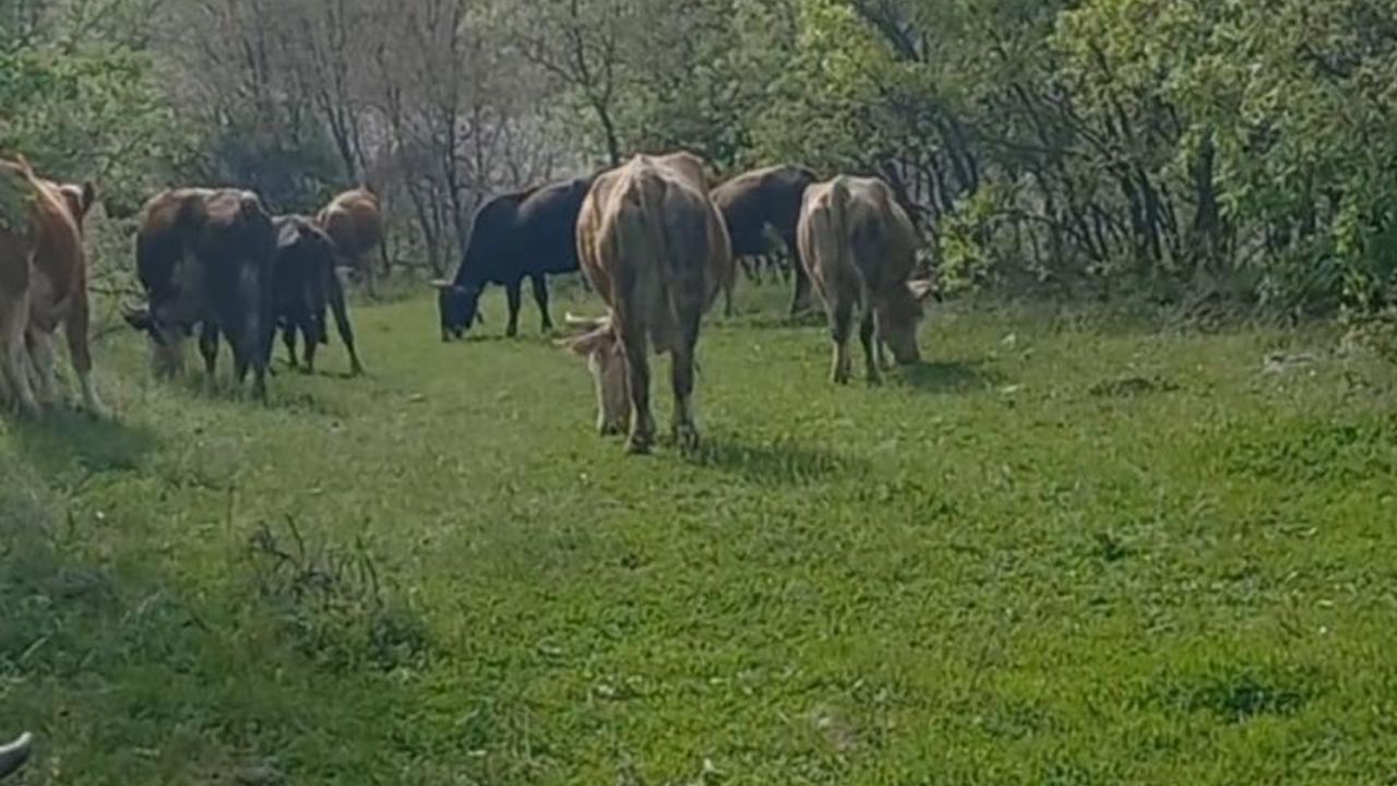 İneklerini otlatırken dehşeti yaşadı: Durumu ailesi fark etti