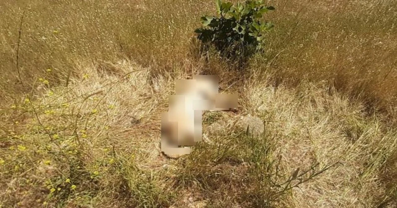 Bodrum'da hayvan katliamı! Minik canları zehirleyerek öldürdüler 