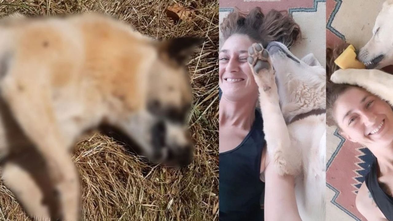 Bodrum'da hayvan katliamı! Minik canları zehirleyerek öldürdüler 