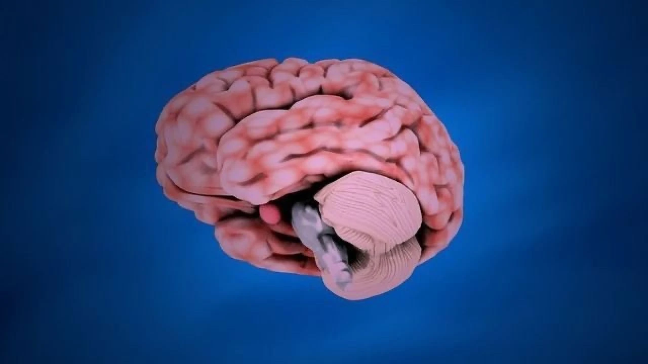 Kafamızın arkasındaki 'küçük beynin' bilinmeyen bir özelliği ortaya çıktı - 2. Resim