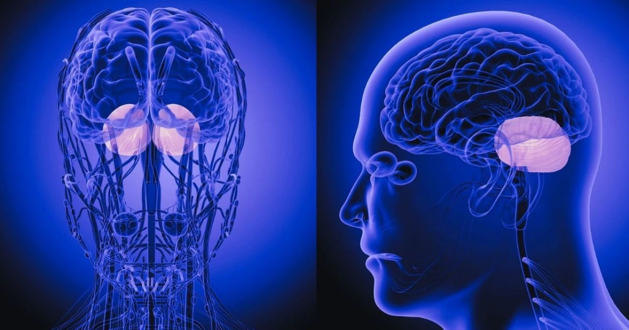 Kafamızın arkasındaki 'küçük beynin' bilinmeyen bir özelliği ortaya çıktı - 1. Resim