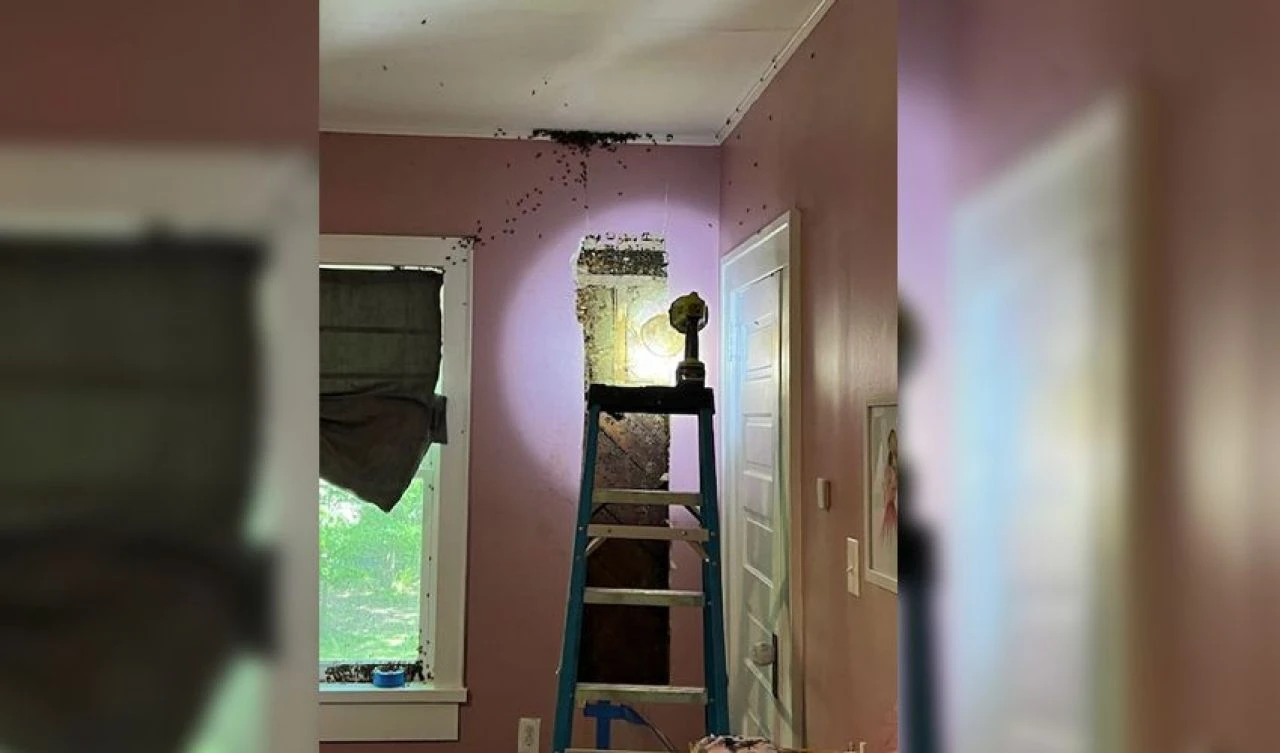 Ailesine 'odamda canavar var' dedi! Gerçek şoke etti - 2. Resim