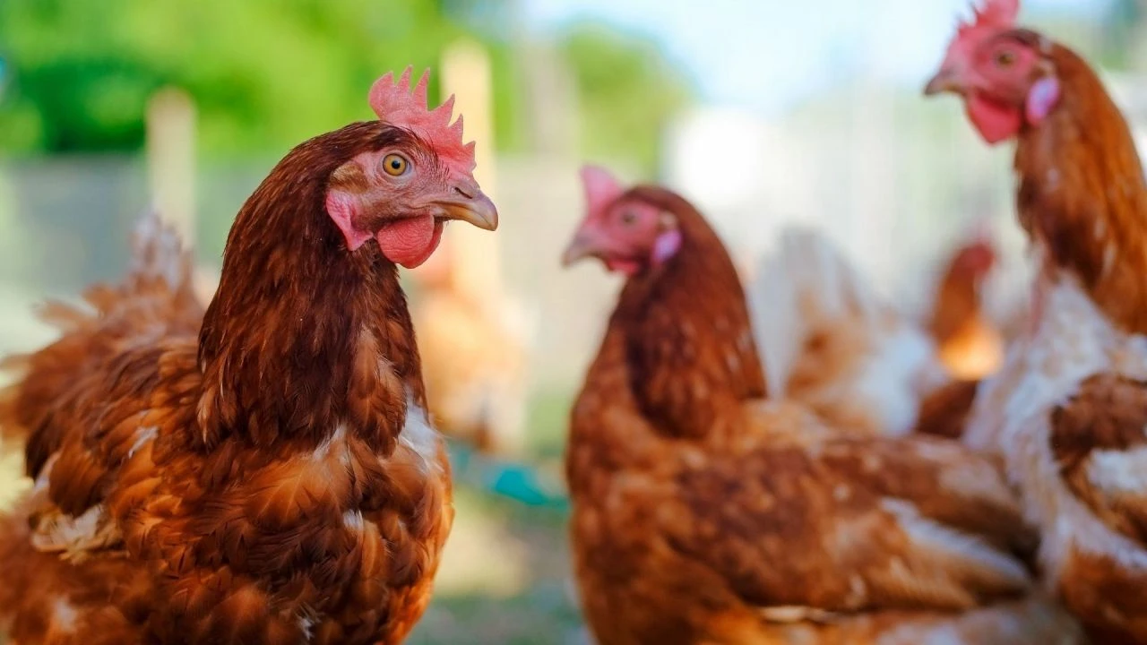 Fahiş fiyat ve zamlara son! Vatandaşın yüzünü güldürecek - 1. Resim