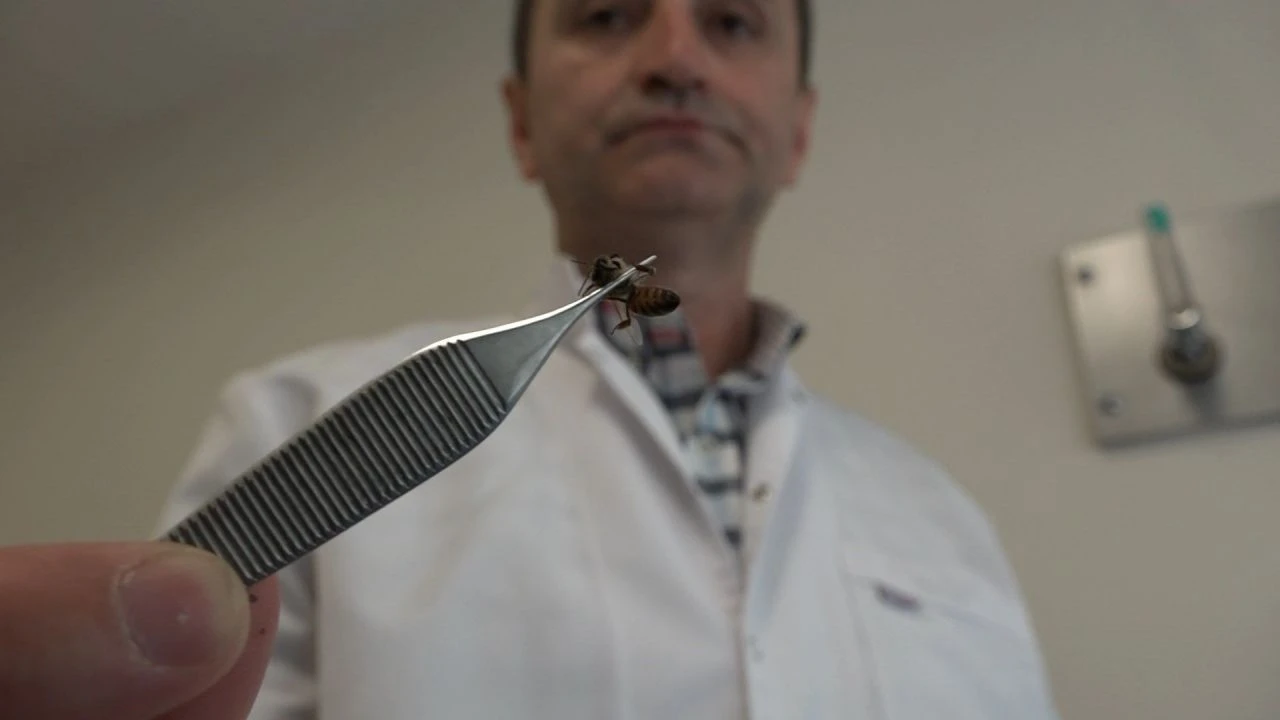 Hasta giren şifa bulup çıkıyor! Her derde deva: Arı iğnesi... Tedavi için tek şart var