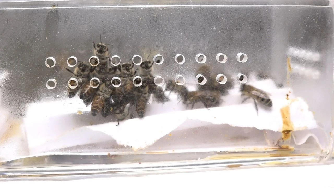 Hasta giren şifa bulup çıkıyor! Her derde deva: Arı iğnesi... Tedavi için tek şart var