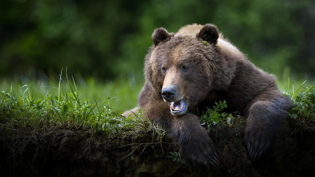 Japonya&#039;dan ayılara karşı yeni yöntem: Yapay zeka devreye giriyor
