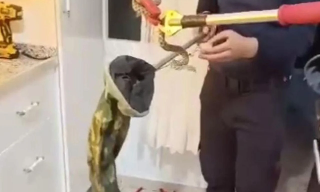 Mutfağa girdi, hayatının şokunu yaşadı: Yılan operasyonu kamerada - 1. Resim