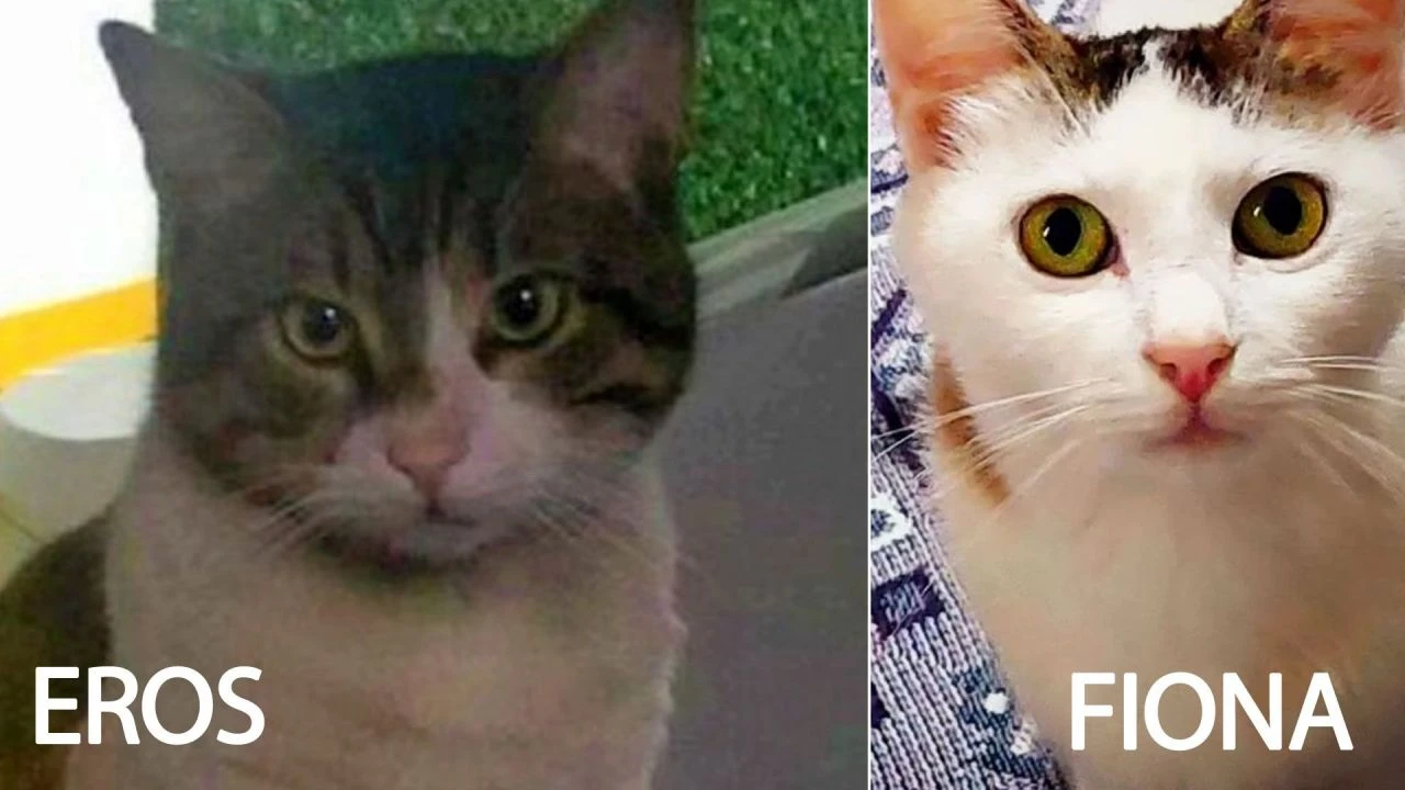 Taksici minik cana acımadı! Kedinin üzerinden geçti ardına bile bakmadı... - 1. Resim