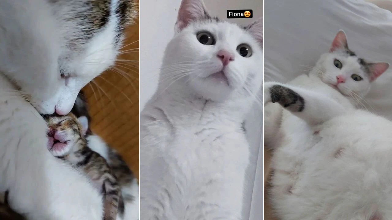 Taksici minik cana acımadı! Kedinin üzerinden geçti ardına bile bakmadı... - 3. Resim