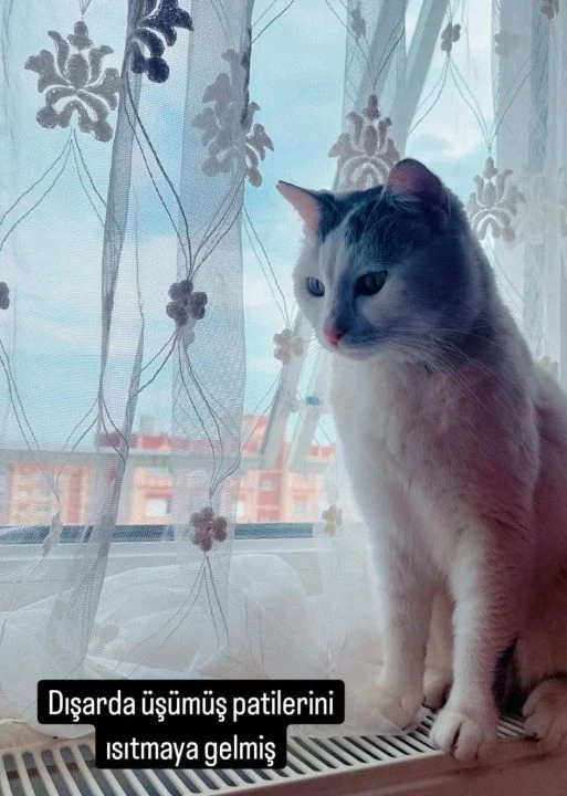 Taksici minik cana acımadı! Kedinin üzerinden geçti ardına bile bakmadı... - 5. Resim