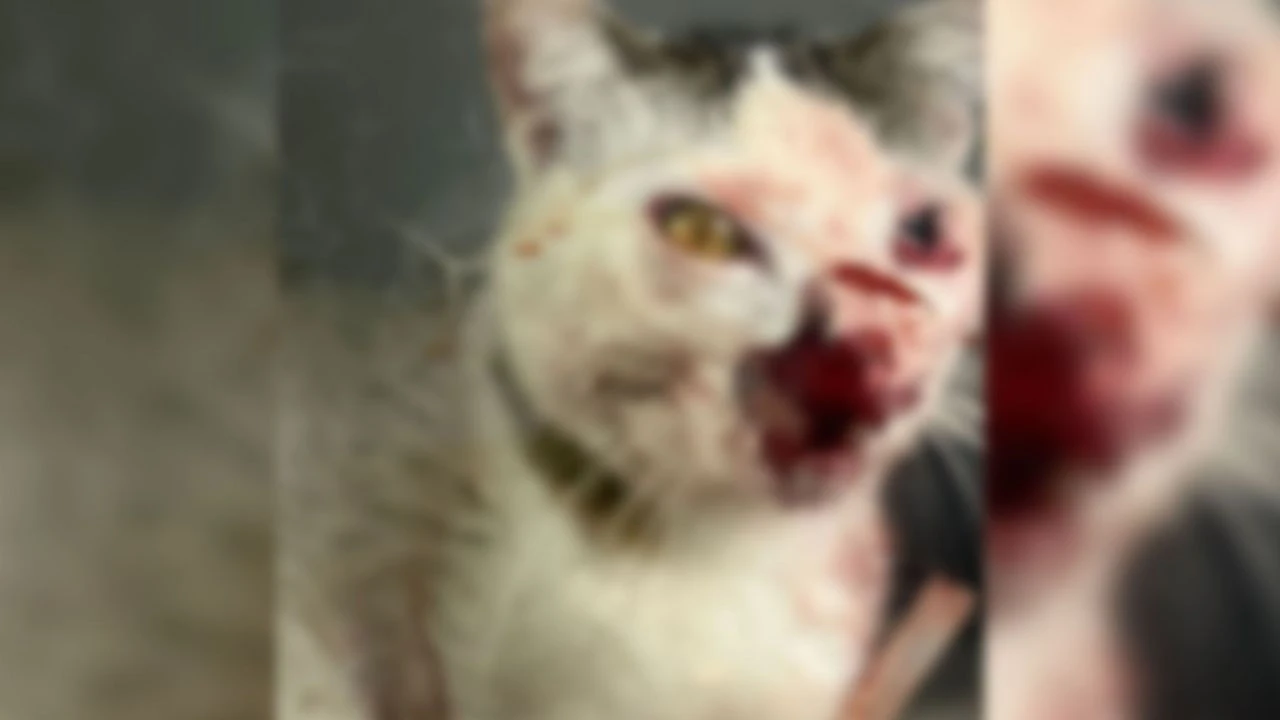 Taksici minik cana acımadı! Kedinin üzerinden geçti ardına bile bakmadı... - 2. Resim