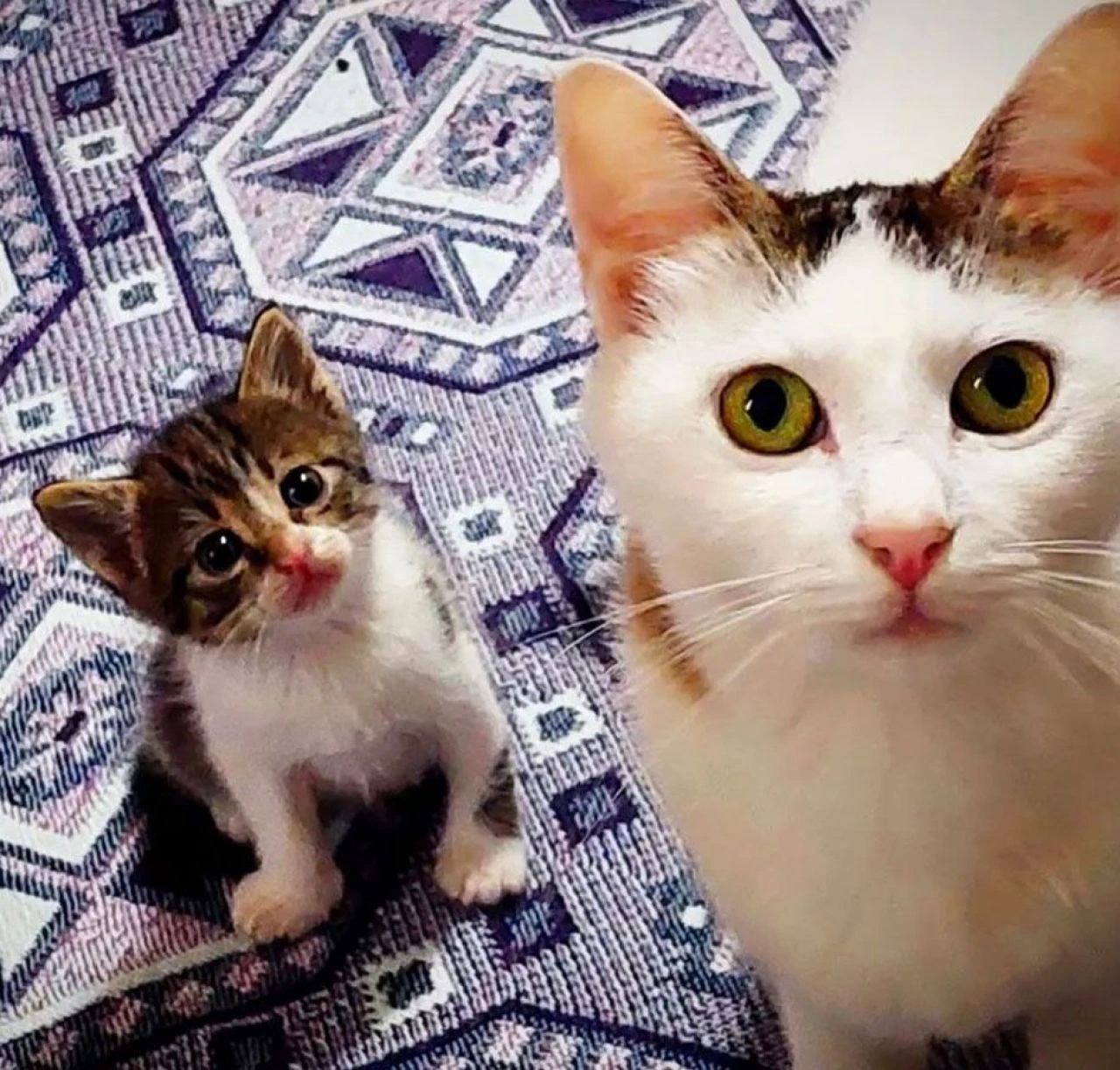 Taksici minik cana acımadı! Kedinin üzerinden geçti ardına bile bakmadı... - 4. Resim