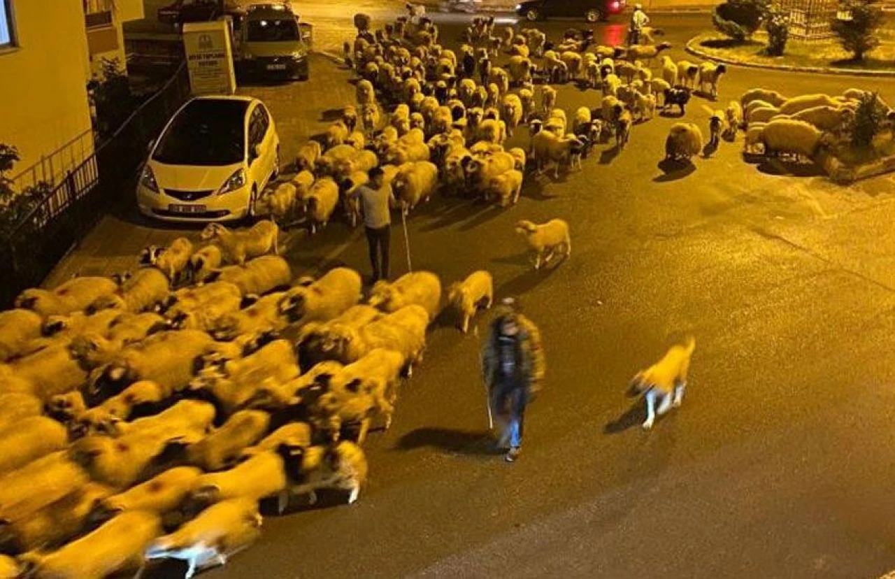 Zorlu yayla yolculuğu başladı: Koyunlar göç mevsiminde! - 1. Resim