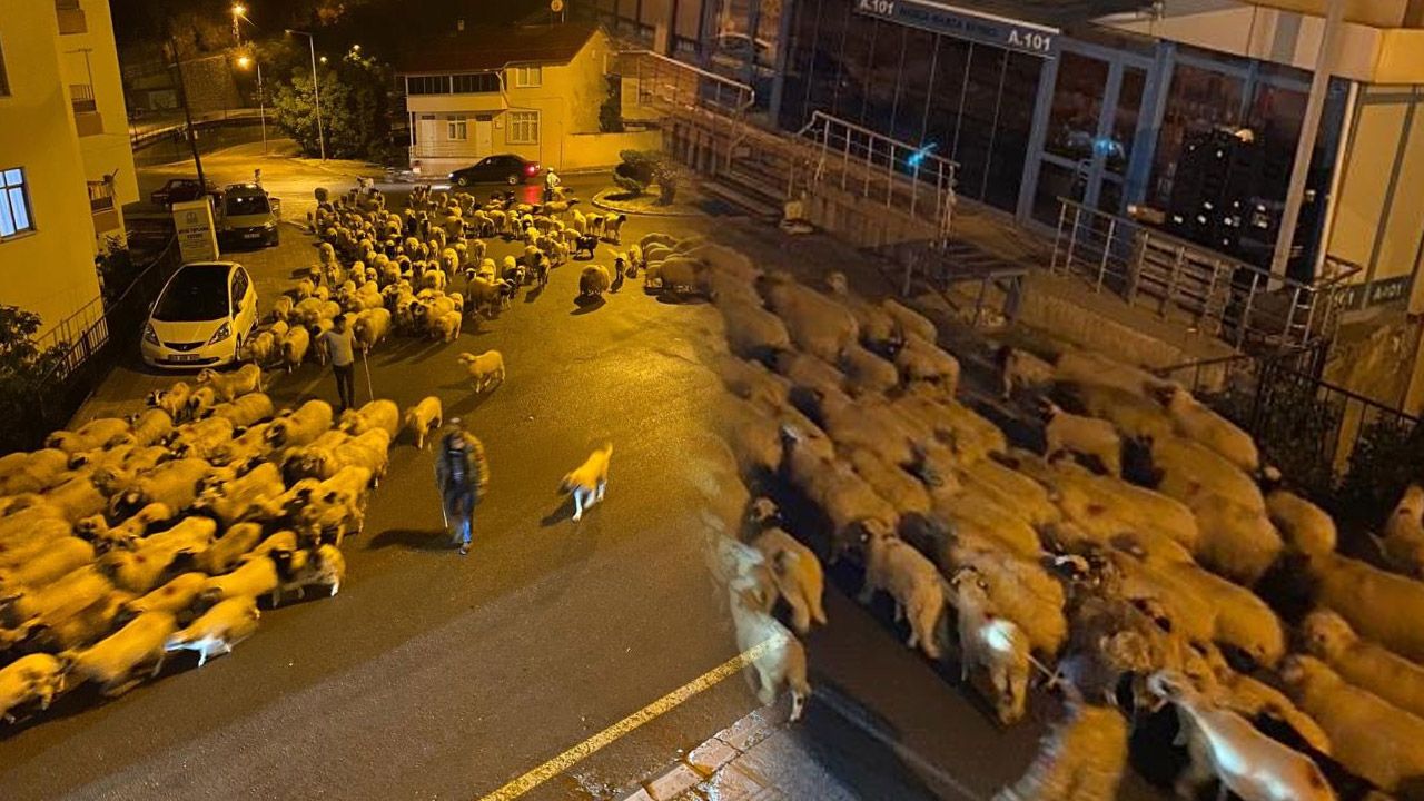 Zorlu yayla yolculuğu başladı: Koyunlar göç mevsiminde!