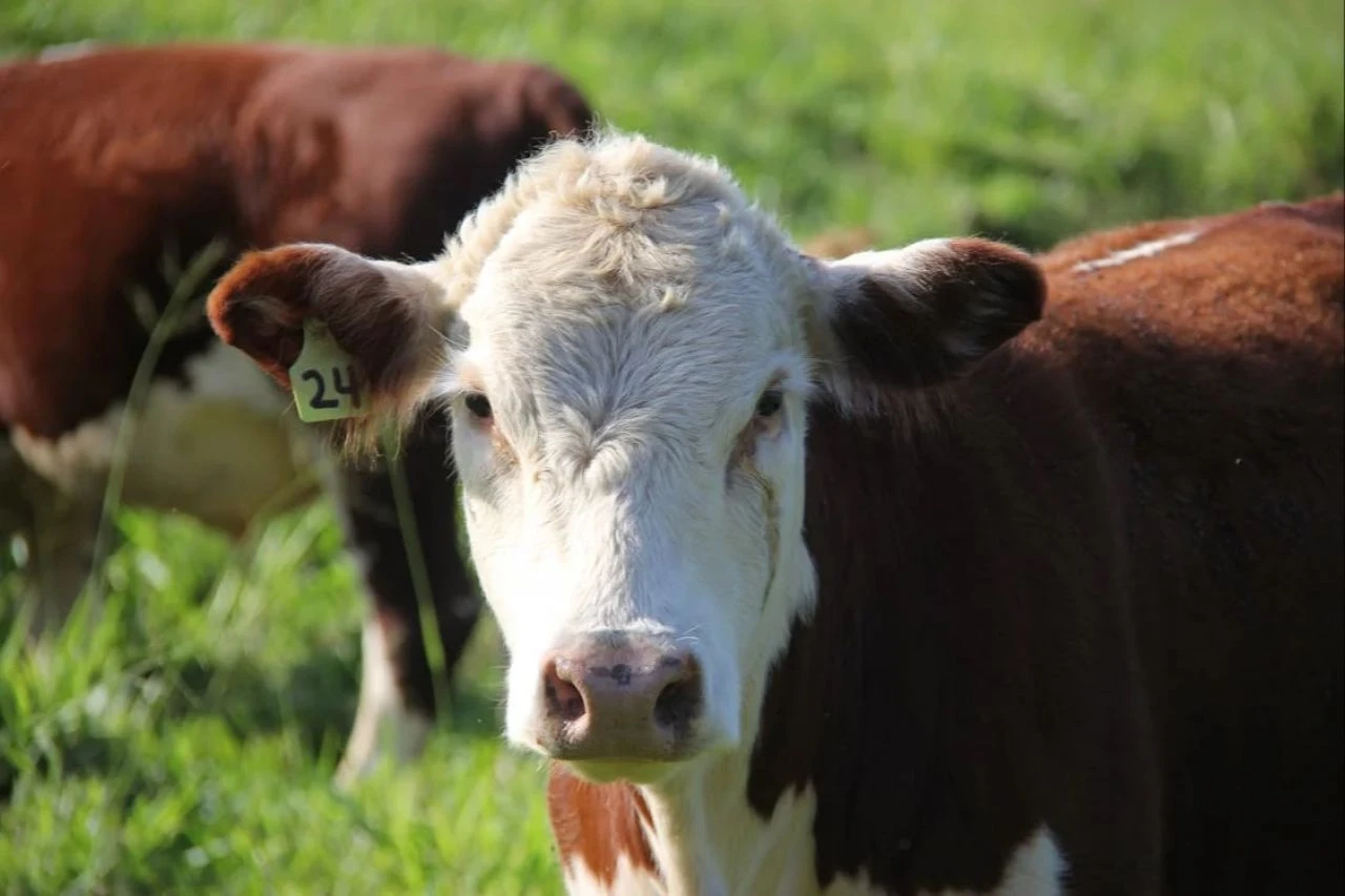 16 Haziran Pazar günü olan Kurban Bayramı’nda bayram namazı Ankara Çankaya ve Keçiören ilçelerinde 05.59’da, Yenimahalle ilçesinde 06.00’da kılınacak - 1. Resim