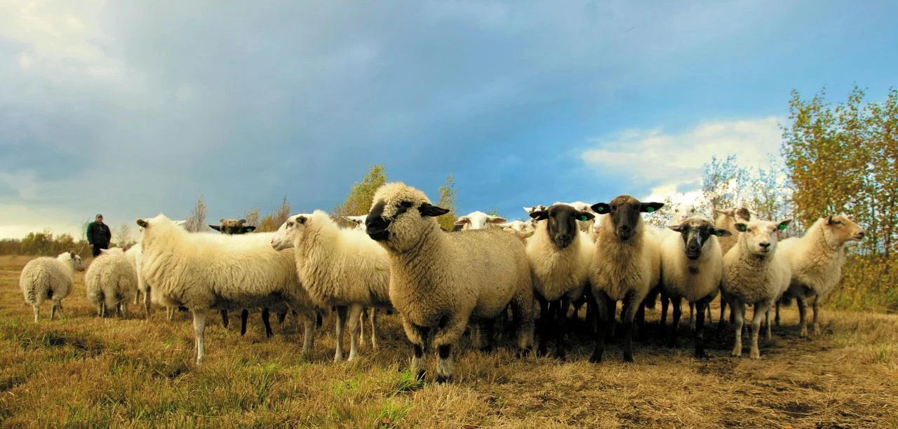 Ankara Gölbaşı ilçesinde Kurban Bayramı namazı 06.00’da, Polatlı ilçesinde 06.03’de kılınacak - 1. Resim