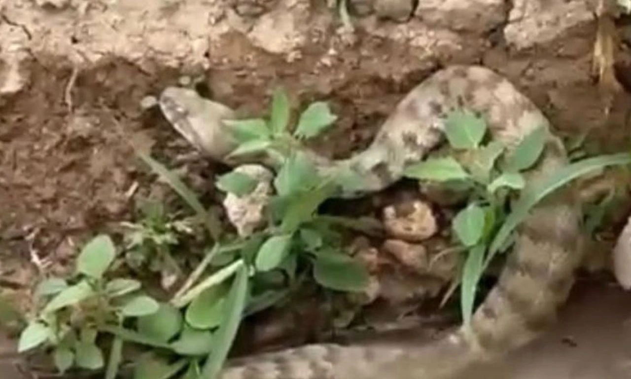 Dünyanın en zehirlilerinden... Koca engerek yılanını değnekle taşıdı - 1. Resim