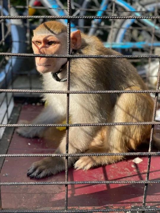 İstanbul'da 565 egzotik hayvan ele geçirildi: Yavru timsah, yılan, maymun, kuş...