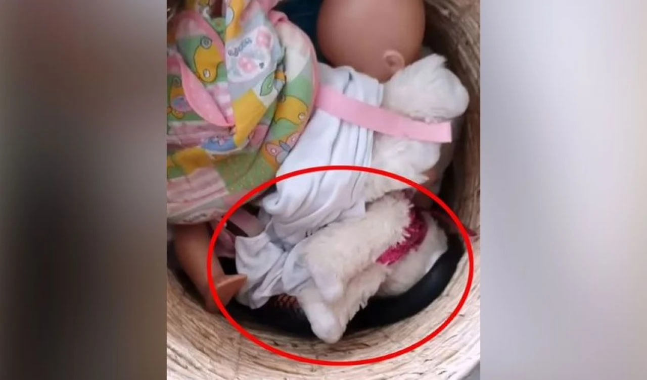 Oyuncak kutusunda saklanan zehirli yılan korku saçtı! İşte o anlar - 3. Resim