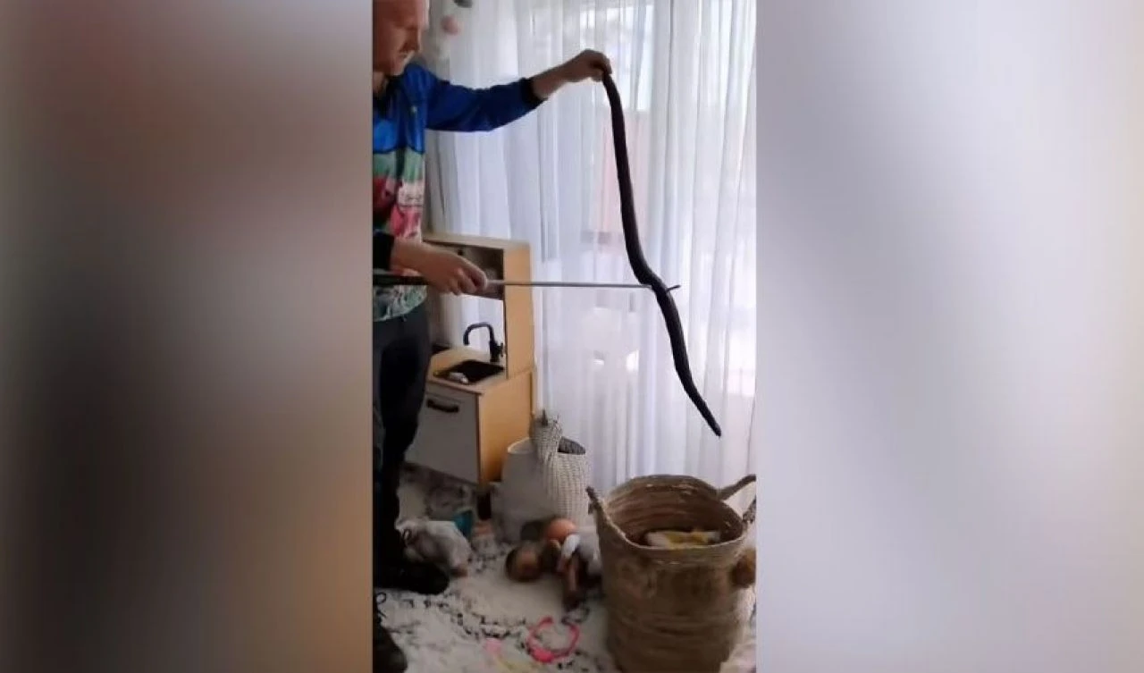 Oyuncak kutusunda saklanan zehirli yılan korku saçtı! İşte o anlar - 1. Resim